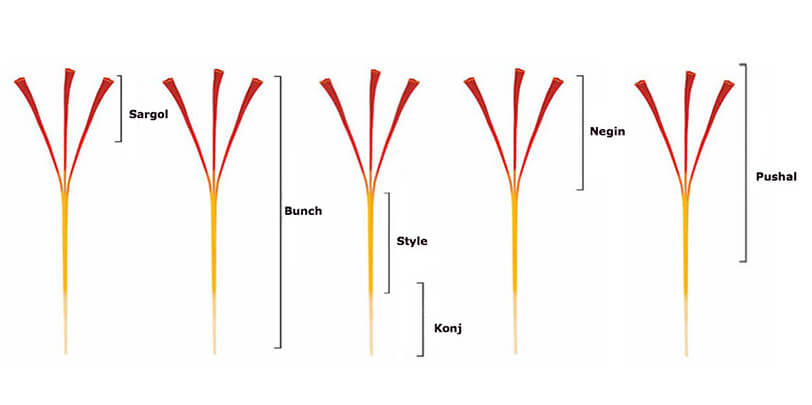 saffron thread diagaram