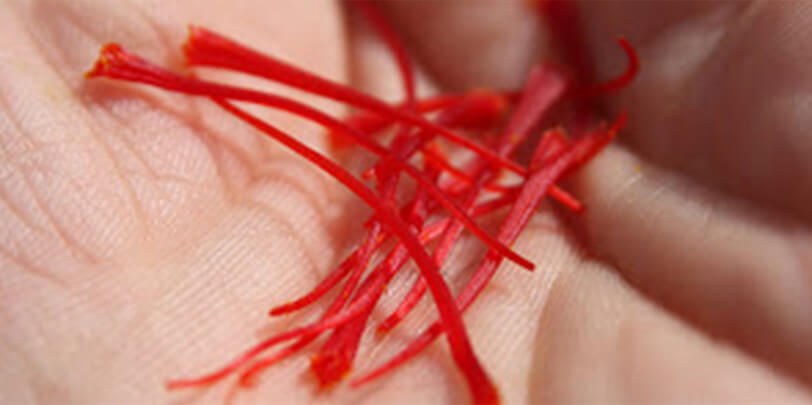 saffron threads in hand