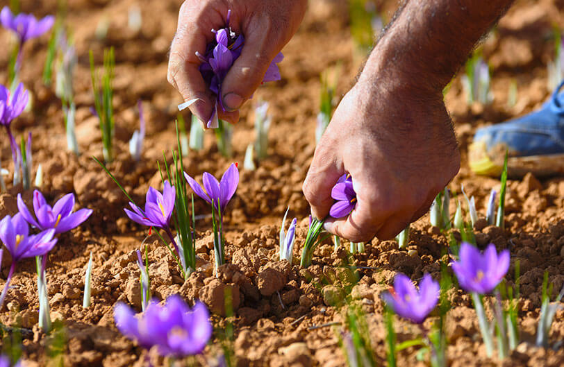 Hand-Picking Saffron Flowers