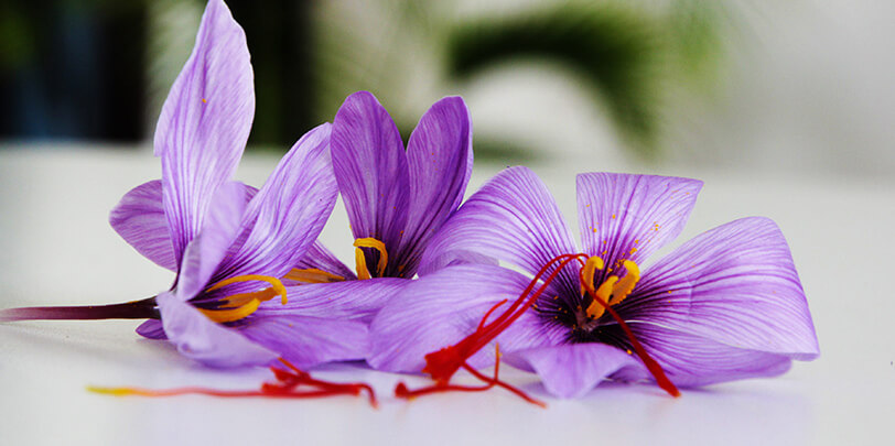 Saffron Flower