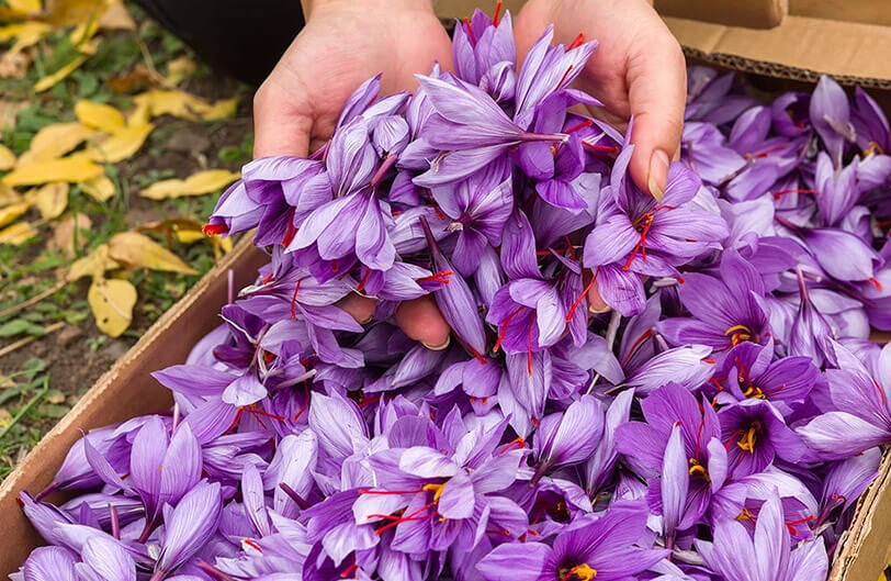 Crocus sativus